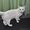 1) Шотландский страйт, кошка (13 т.р.).  2) Шотландский вислоухий кот (5 т.р.). - Изображение #2, Объявление #12422