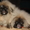 Продается перспективный щенок пекинеса #43173