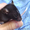 Крысята домашнии - Изображение #1, Объявление #286440