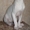 Котята Канадского сфинкса из питомника Ra-Patera #312350