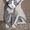 Котята Канадского сфинкса из питомника Ra-Patera - Изображение #1, Объявление #312350