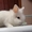 кролики декоративные карликовые - Изображение #1, Объявление #521698