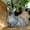Кот Донского Сфинкса - Изображение #4, Объявление #583011