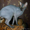 Кот Донского Сфинкса - Изображение #2, Объявление #583011