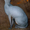 Кот Донского Сфинкса - Изображение #3, Объявление #583011