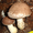 мицелий (грибница) вешенки, шампиньона, шиитаке - Изображение #3, Объявление #375194