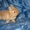 домашние кролики #625638