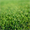 Озеленение.Ландшафтный дизайн.Рулонный газон.Крупномеры. - Изображение #2, Объявление #651648