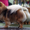 Стрижка собак и кошек, профессиональная косметика - Изображение #3, Объявление #679269