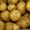 Картофель оптом из Чувашии - Изображение #2, Объявление #935074