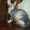 Очаровательный котенок Донского Сфинкса #1038584