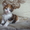 Очаровательные котята породы мейн кун - Изображение #1, Объявление #1050335
