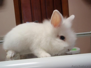 кролики декоративные карликовые - Изображение #1, Объявление #521698