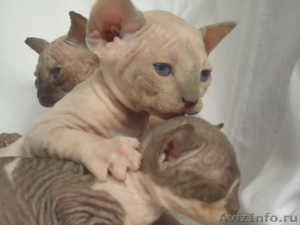 сфинксы голые кошки - Изображение #1, Объявление #718201