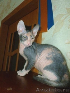 Очаровательный котенок Донского Сфинкса - Изображение #1, Объявление #1038584