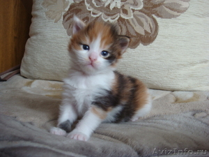 Очаровательные котята породы мейн кун - Изображение #1, Объявление #1050335