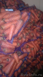 Оптовые поставки свежей, крупной, мытой моркови. Низкие цены! - Изображение #1, Объявление #1525859